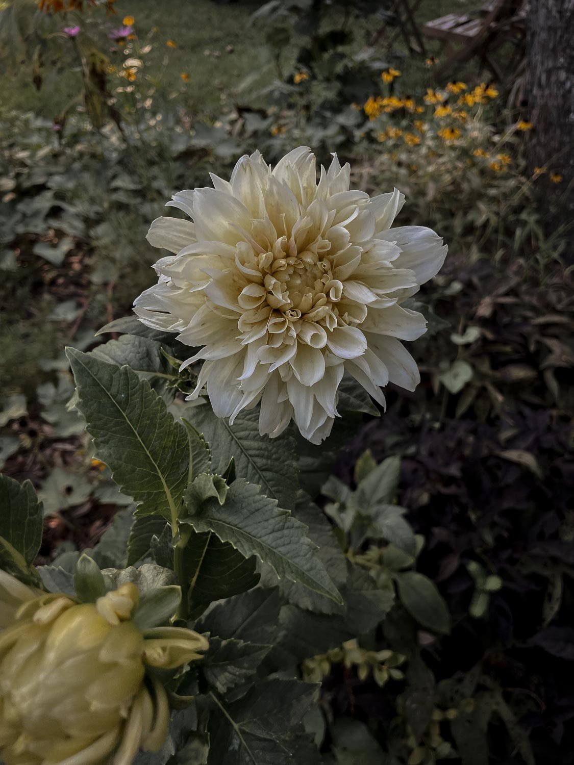 Collage of Curiosities No. 3