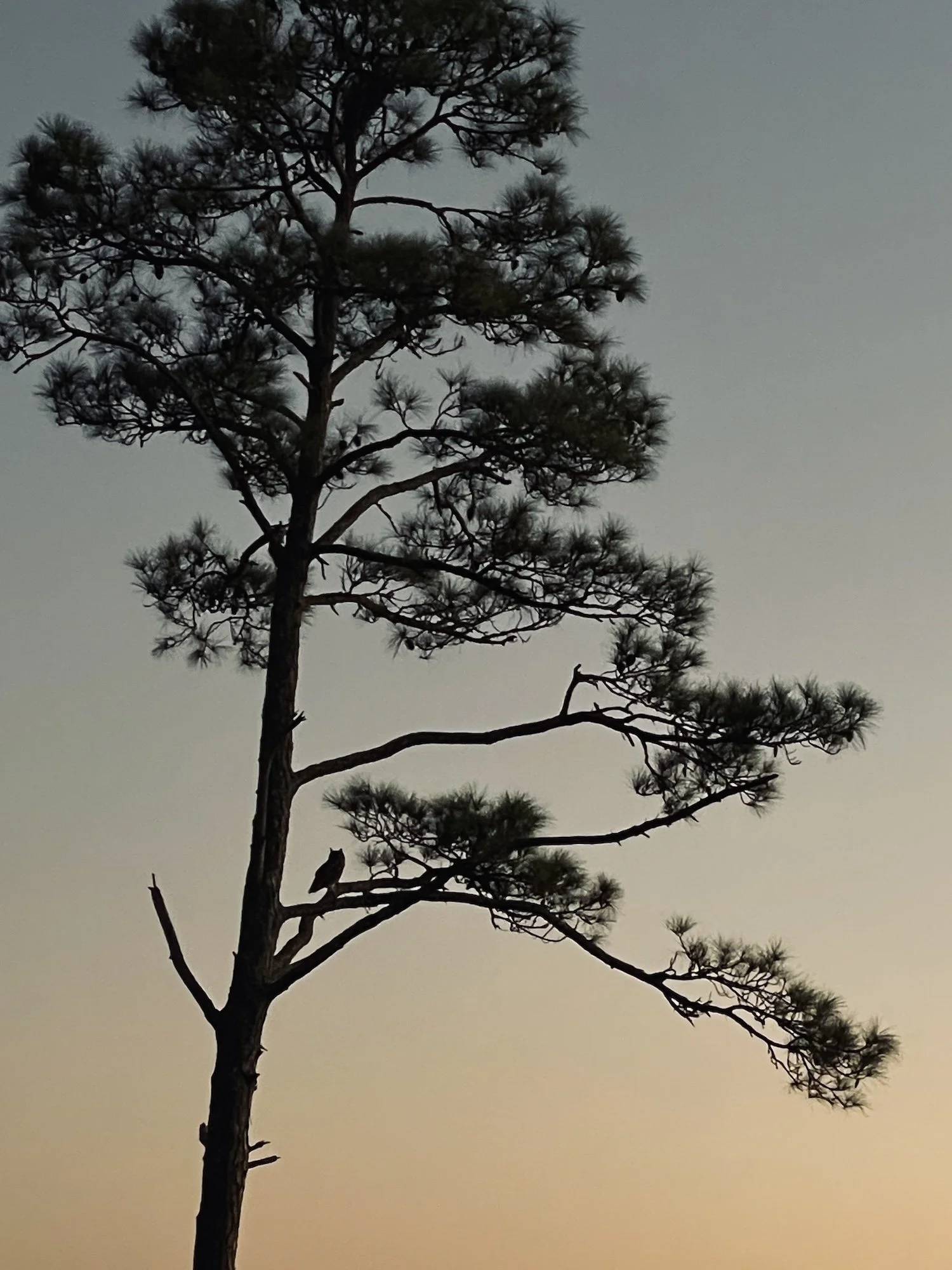 Horned Owl in Pine Tree.jpg