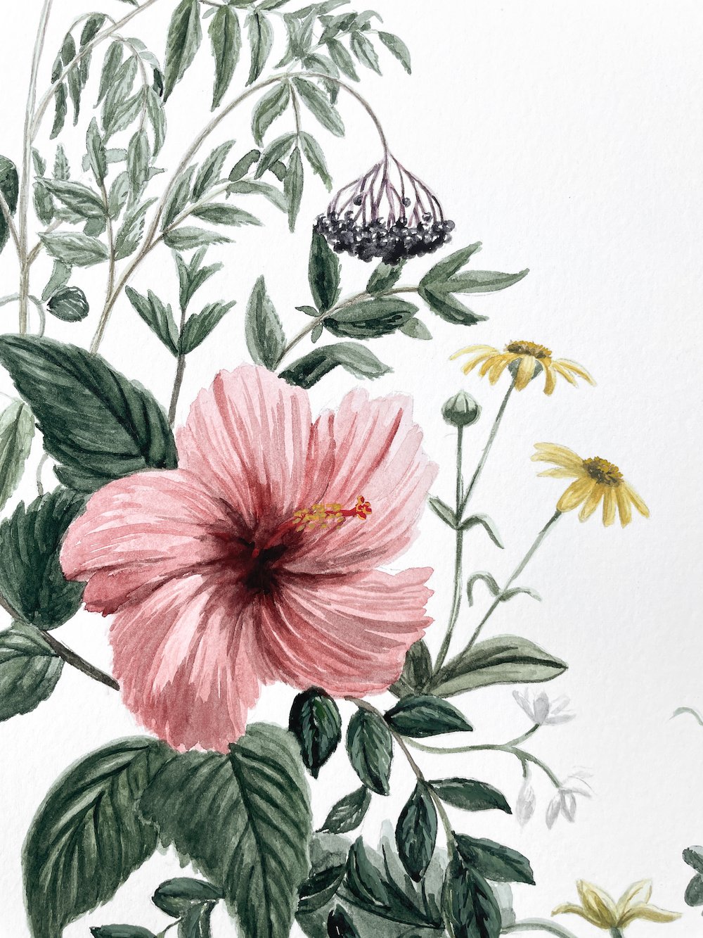 15 Skin Beautifying Botanicals: Watercolor paintings for a local spa ...