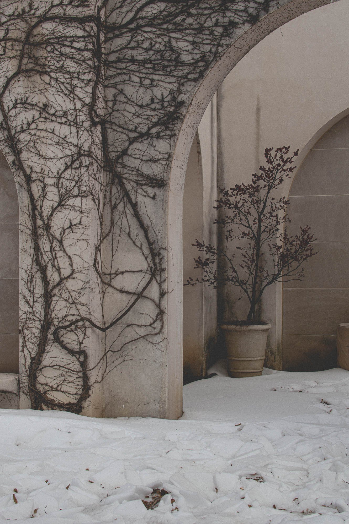 Ivy covered walls and potted tree at Longwood Gardens