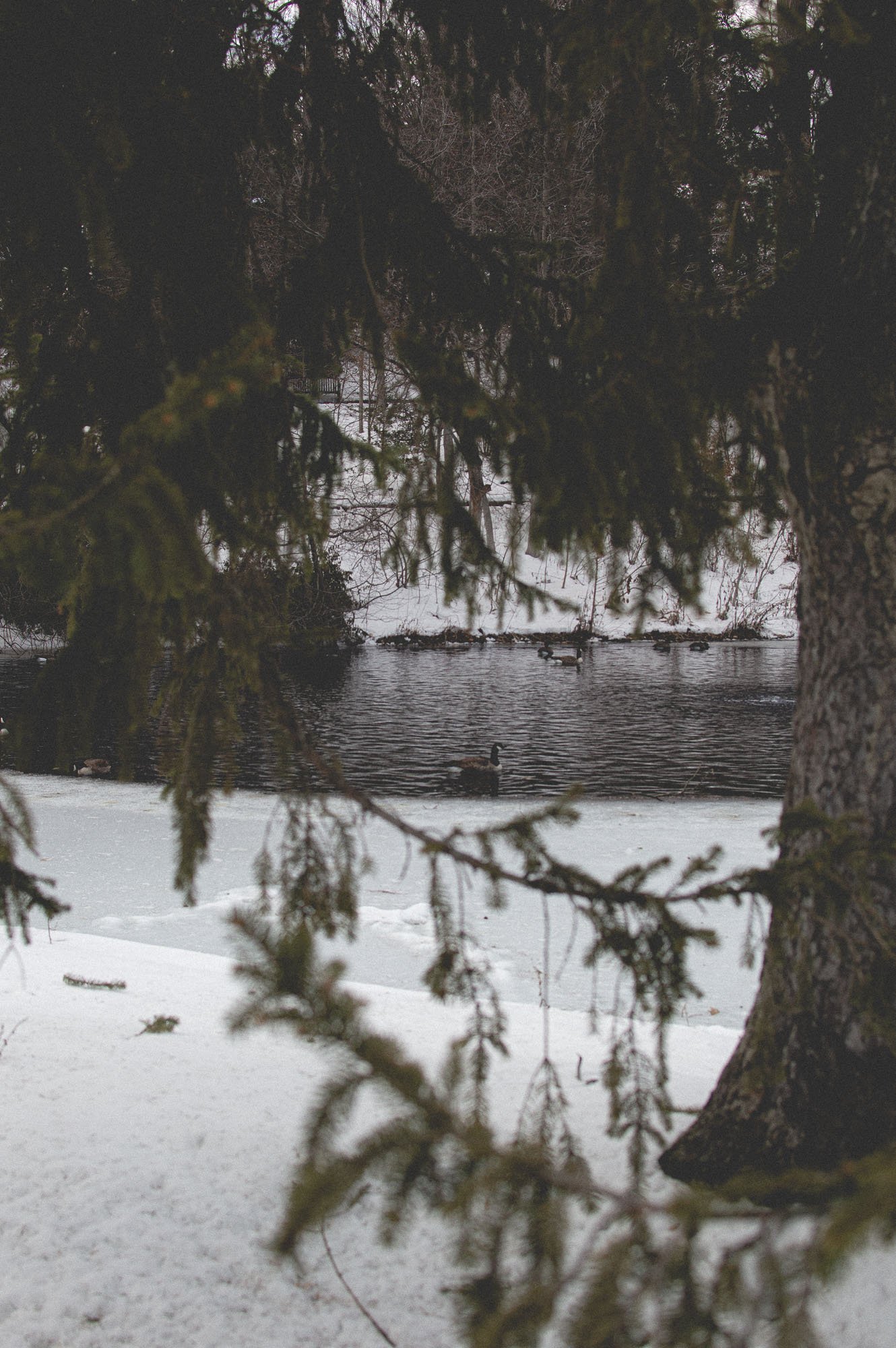 geese in the snow Longwood garden pond
