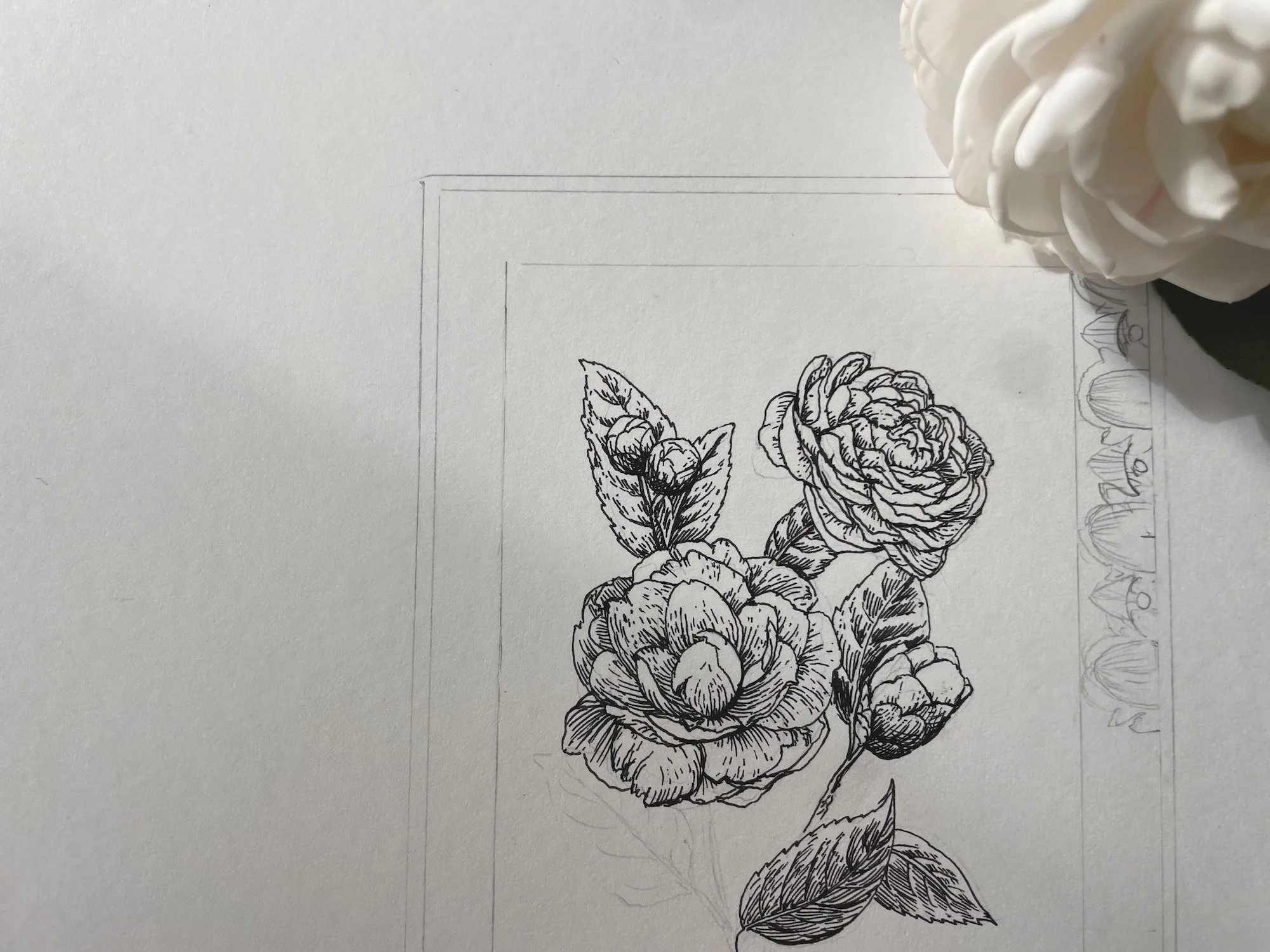 Black and white ink drawing of a white camellia