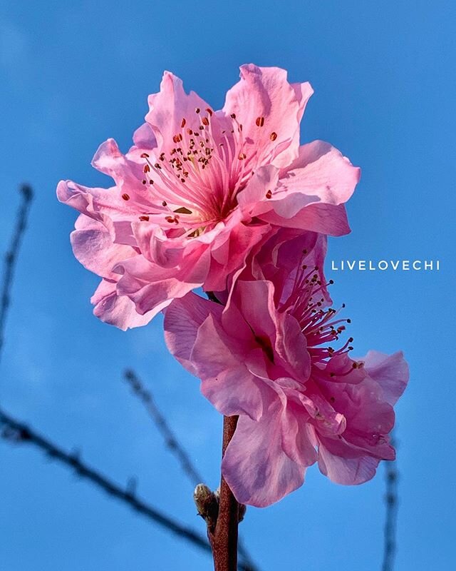 &ldquo;Darkness cannot drive out darkness. Only light can do that.&rdquo; - MLK, Jr. ⁣
⁣
In the midst of challenging times with even more difficulty on the horizon, I saw this peach blossom on my walk and was reminded of the importance of continually