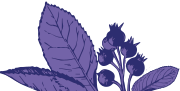 Saskatoons- 200.png