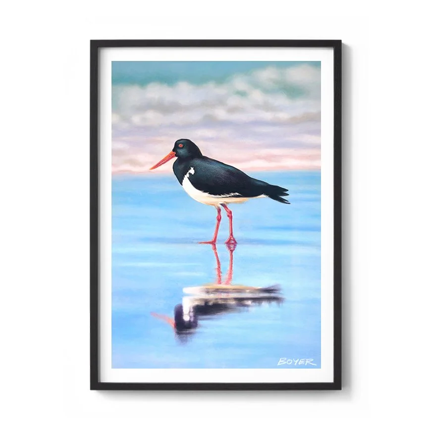 Pied oyster catcher_black.jpg
