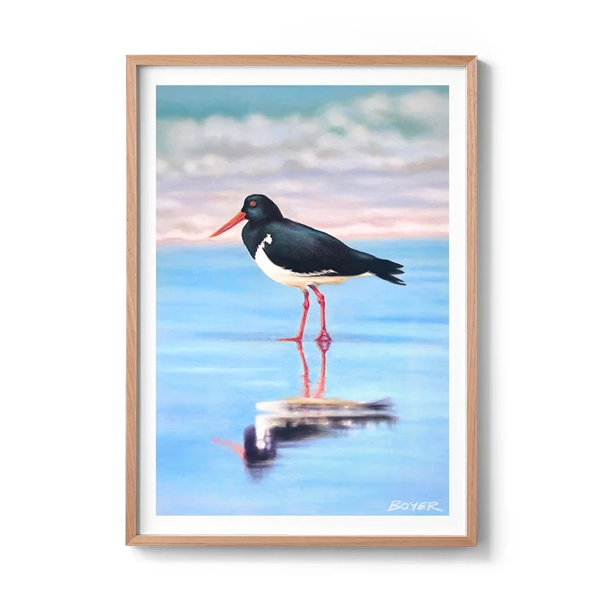 Pied oyster catcher_oak.jpg
