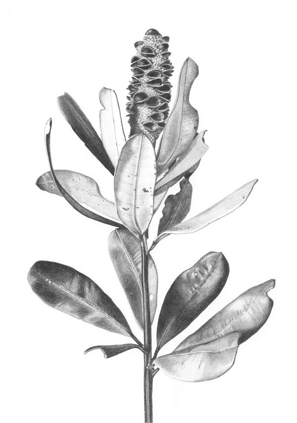 “Banksia Ballerina” Graphite pencil on paper. 70x100cm. Unframed original. Archival prints available .