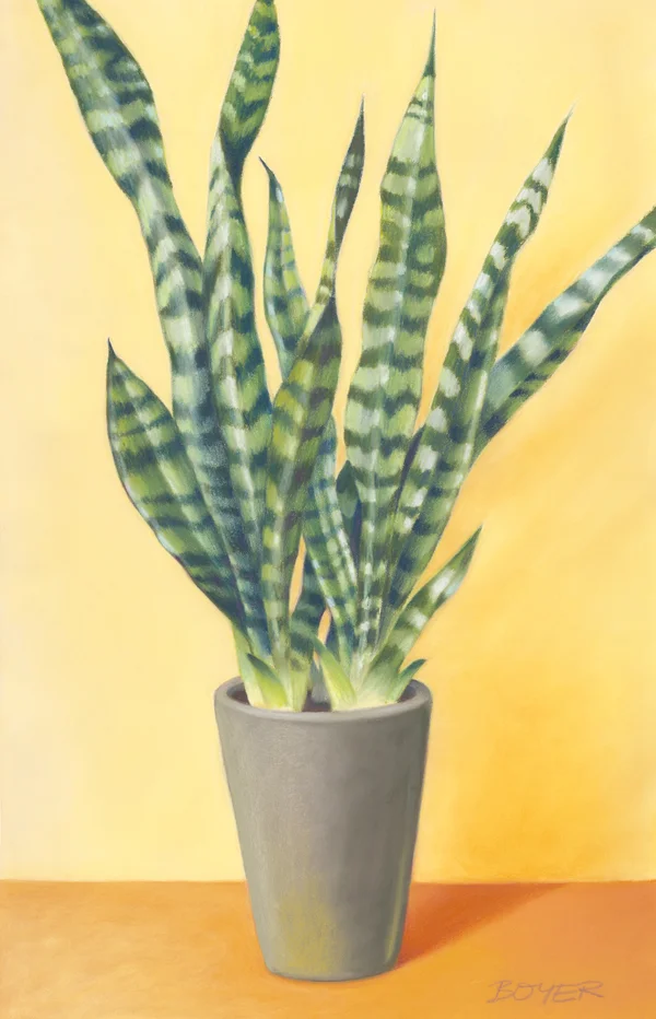 “Sunny Sansevieria” Soft pastel on board. 42x68cm. Framed original. Archival prints available .