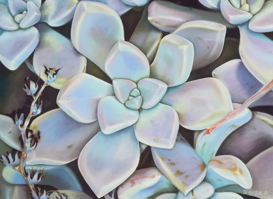 “Wild Succulents” Soft pastel on board. 72x52cm. Framed original. Archival prints available .