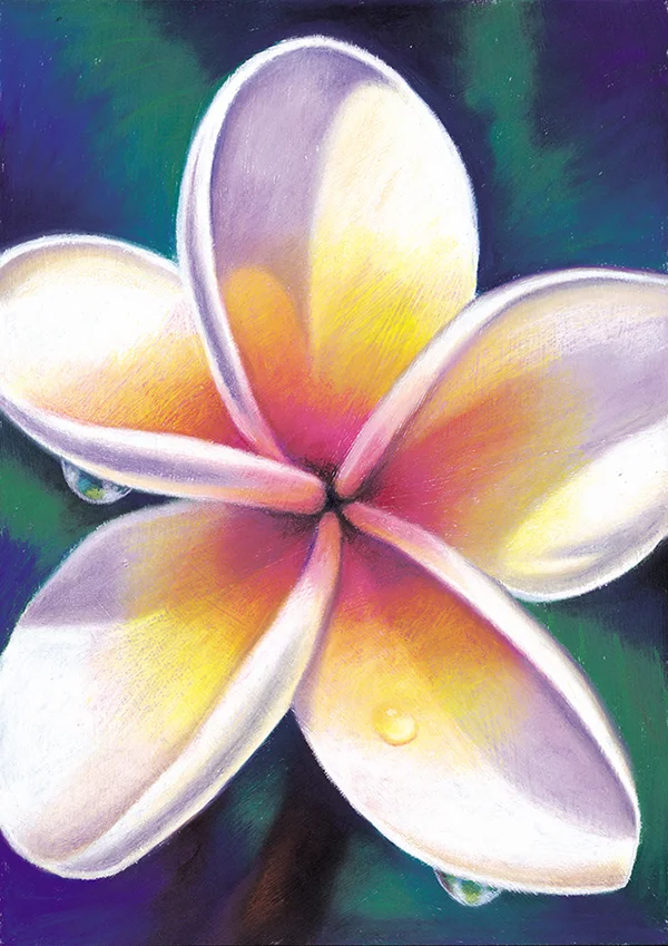 “White Frangipani” Soft pastel on paper. 29.7x42cm. Unframed original. Archival prints available .