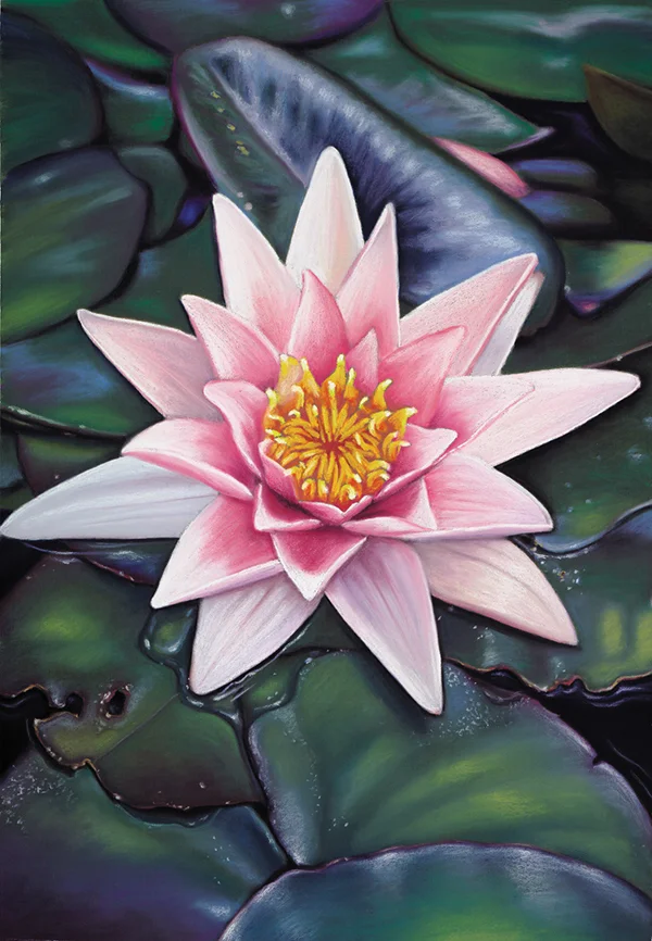 “Pink Waterlily” Soft pastel on board. 52x72cm. SOLD. Archival prints available .