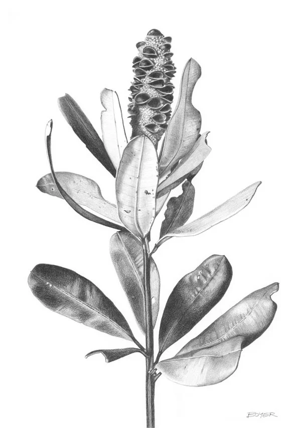 Banksia Ballerina.jpg