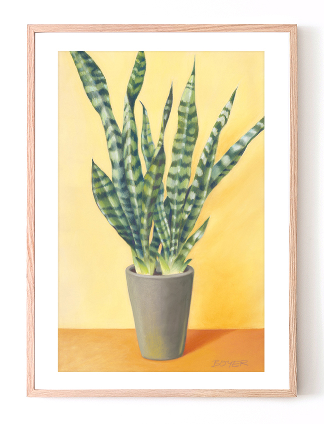 shop_sunny sansevieria.jpg