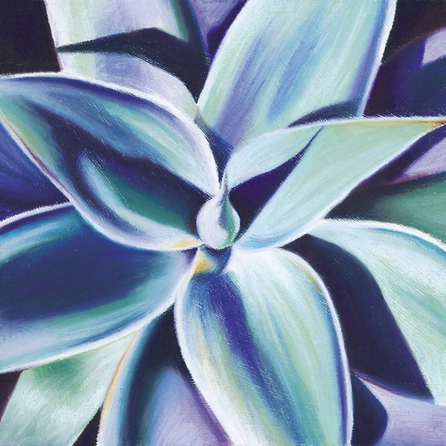 “Agave” Soft pastel on board. 30x30cm. Unframed original. Archival prints available .