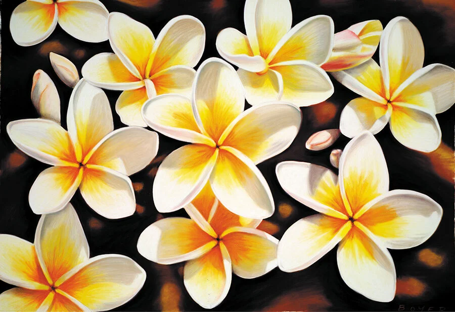 “8 Frangipanis” Soft pastel on paper. 100x75cm. SOLD. Archival prints available .