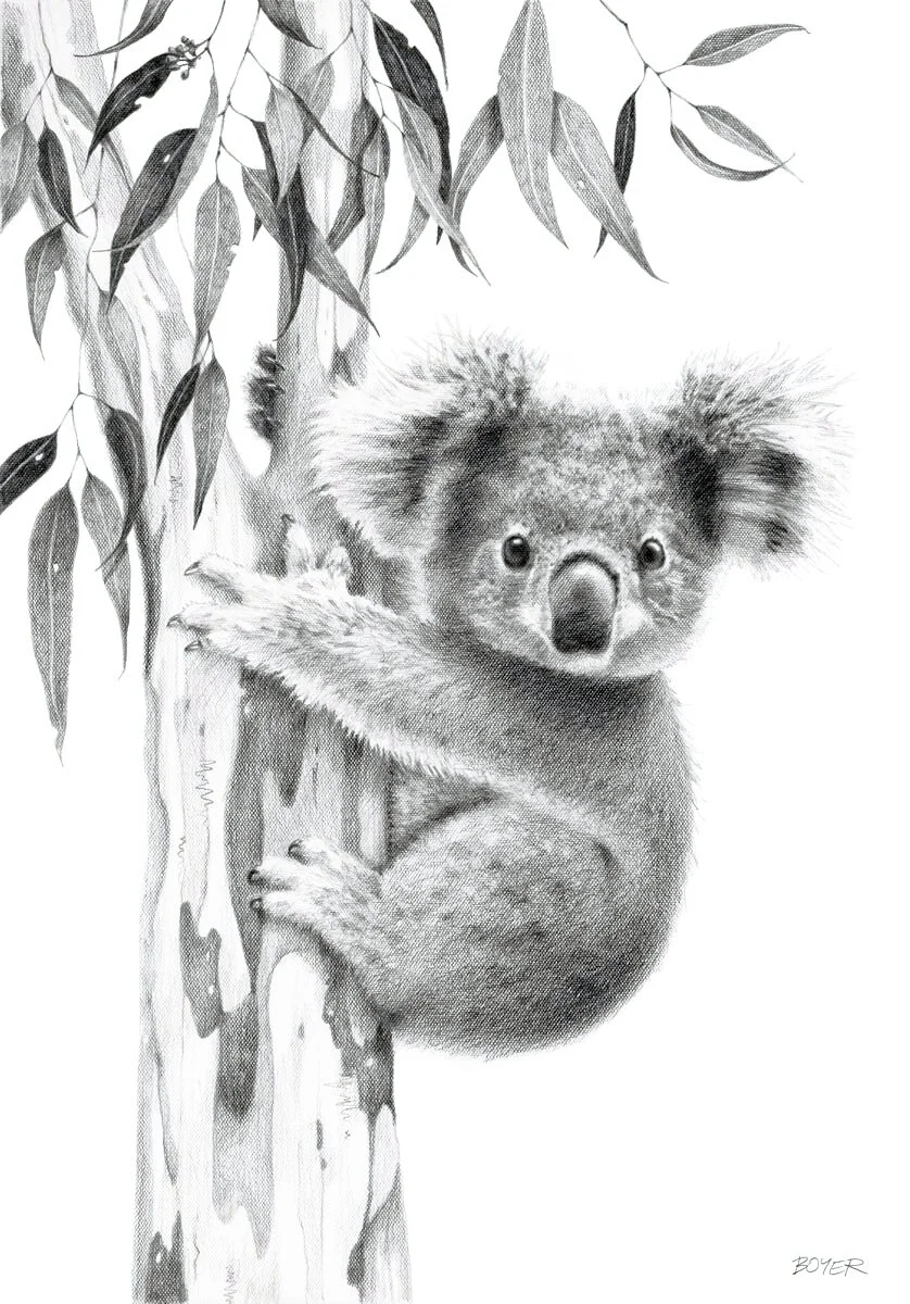 Koala Joey Susy Boyer Art