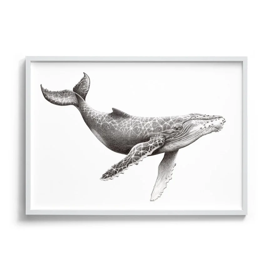Humpback whale_white.jpg