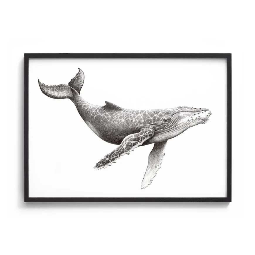Humpback whale_black.jpg