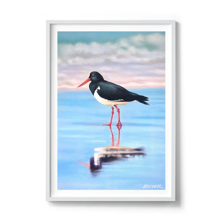 Pied oyster catcher_white.jpg