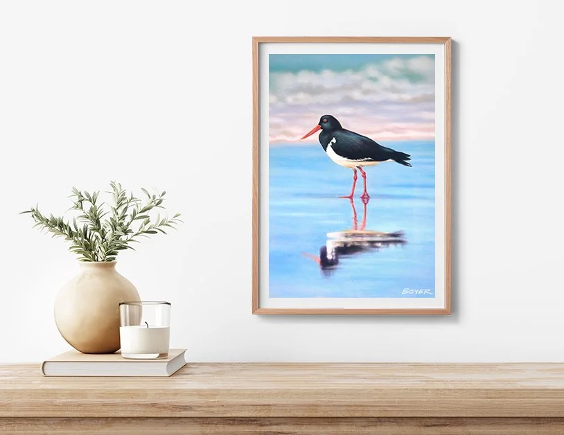 Pied oyster catcher_room.jpg