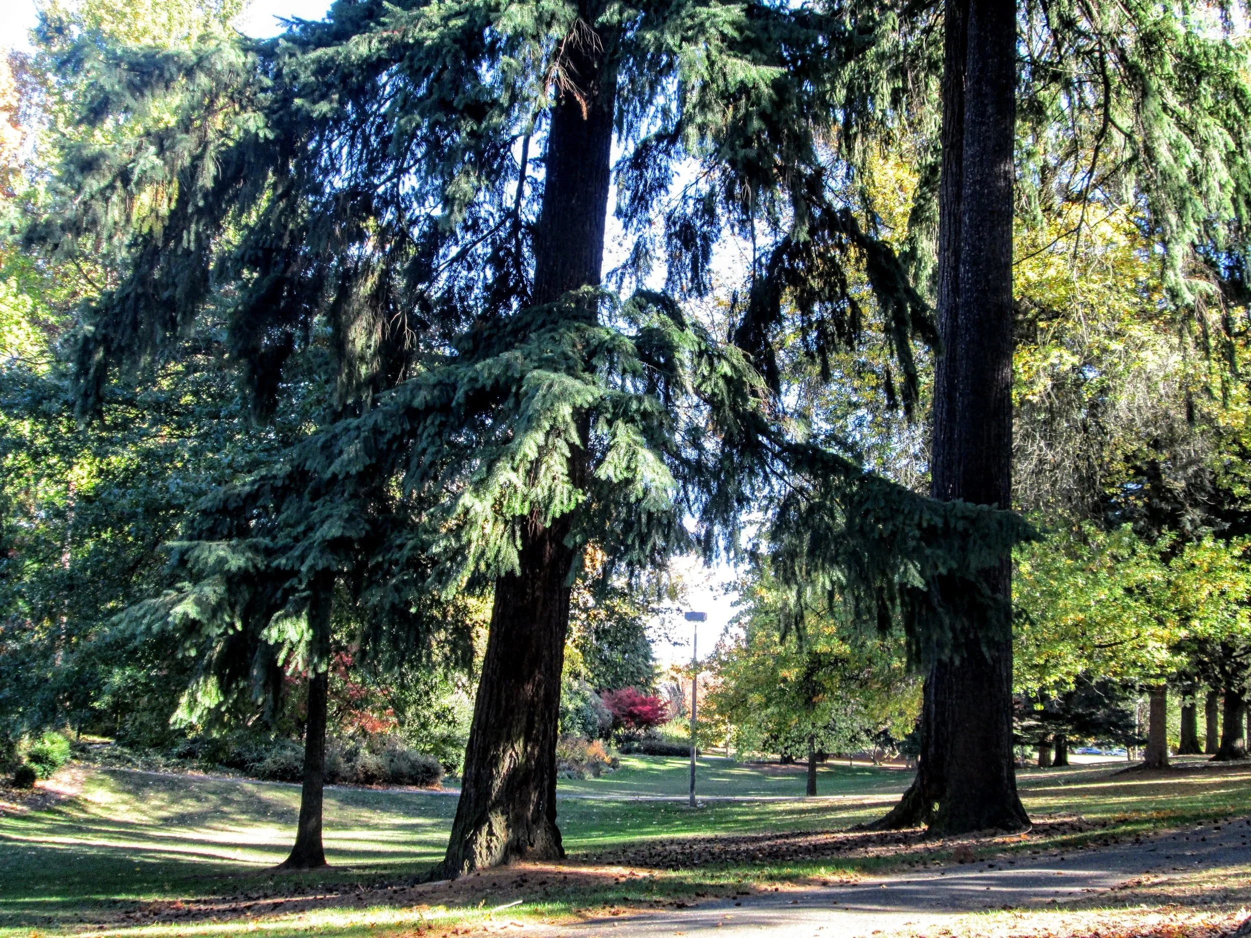 Resolution on Tree Amendments and  Code Overhaul Passes with 2020 Timeframes