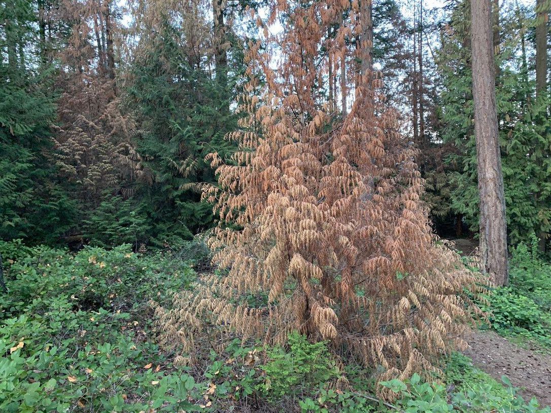 Research Shows Climate Change Effects on Local Native Trees