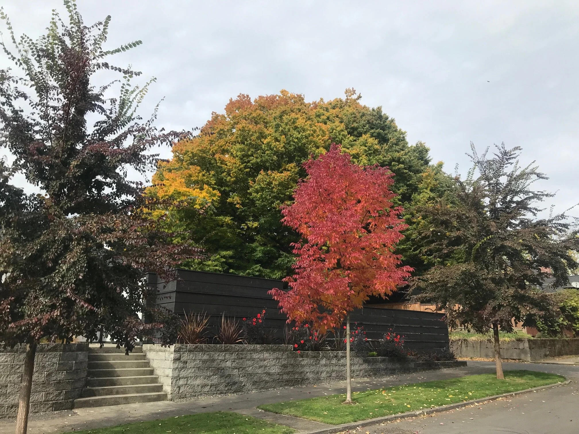 What Ever Happened to the Street Tree Task Force?