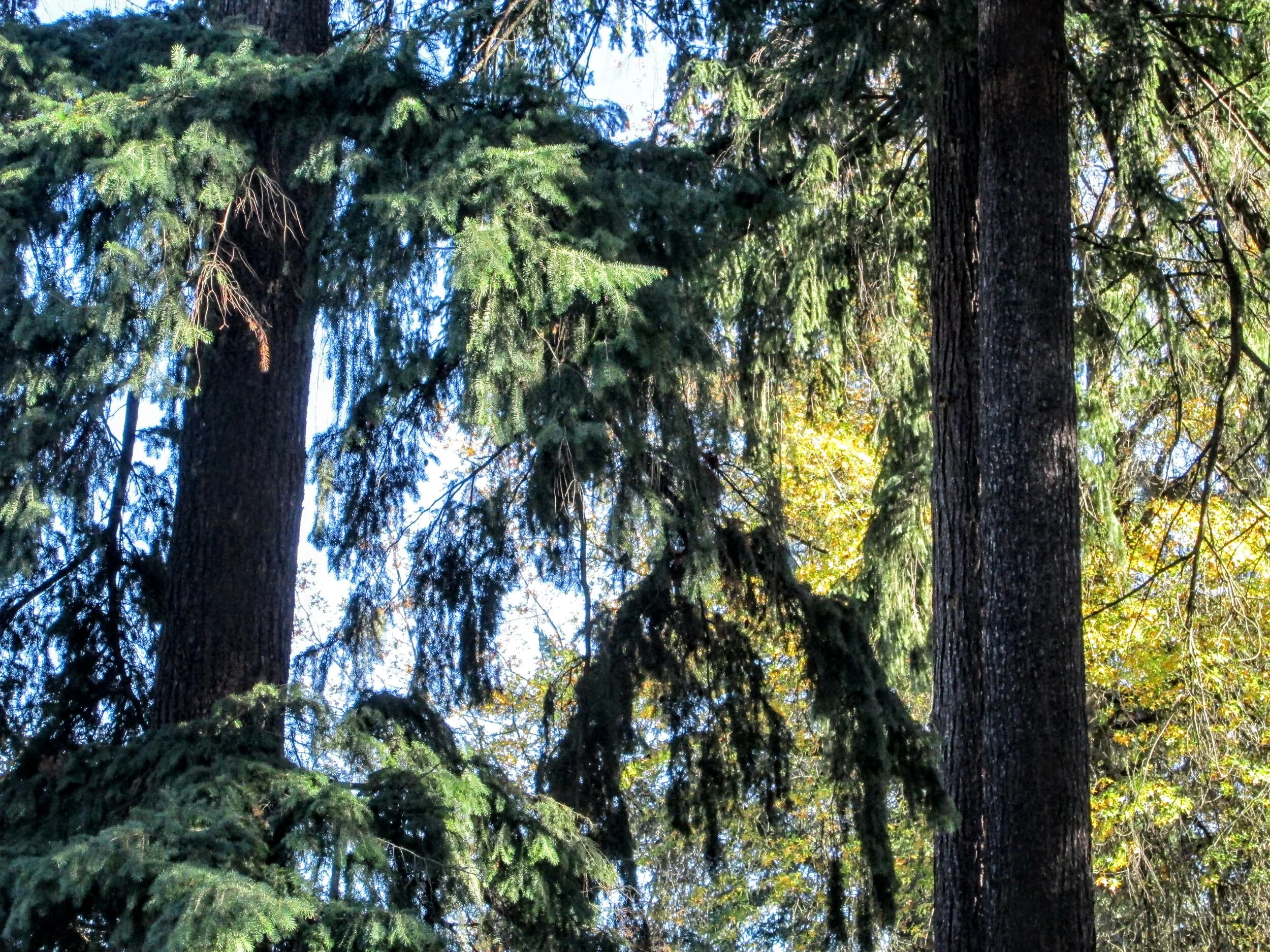 Insider's View of Urban Forestry Commission's July Meeting