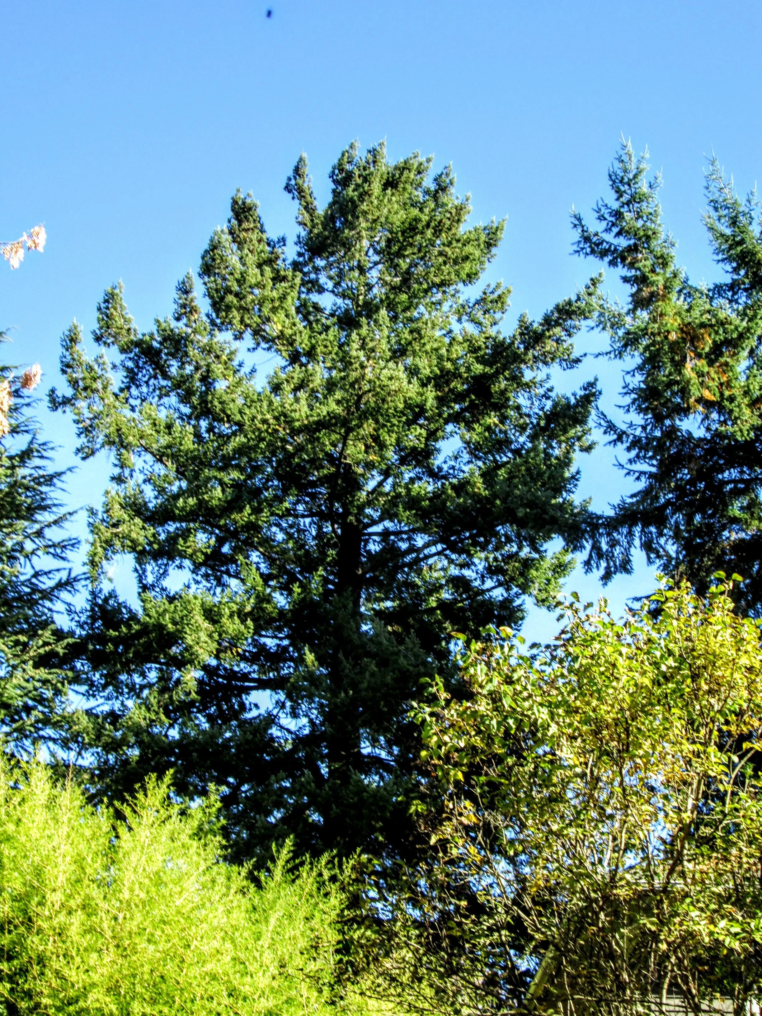 Too Late For Trees Schnitzer Will Remove But Not Too Late to Tell City Council to Remove Loophole- 10/24/2019