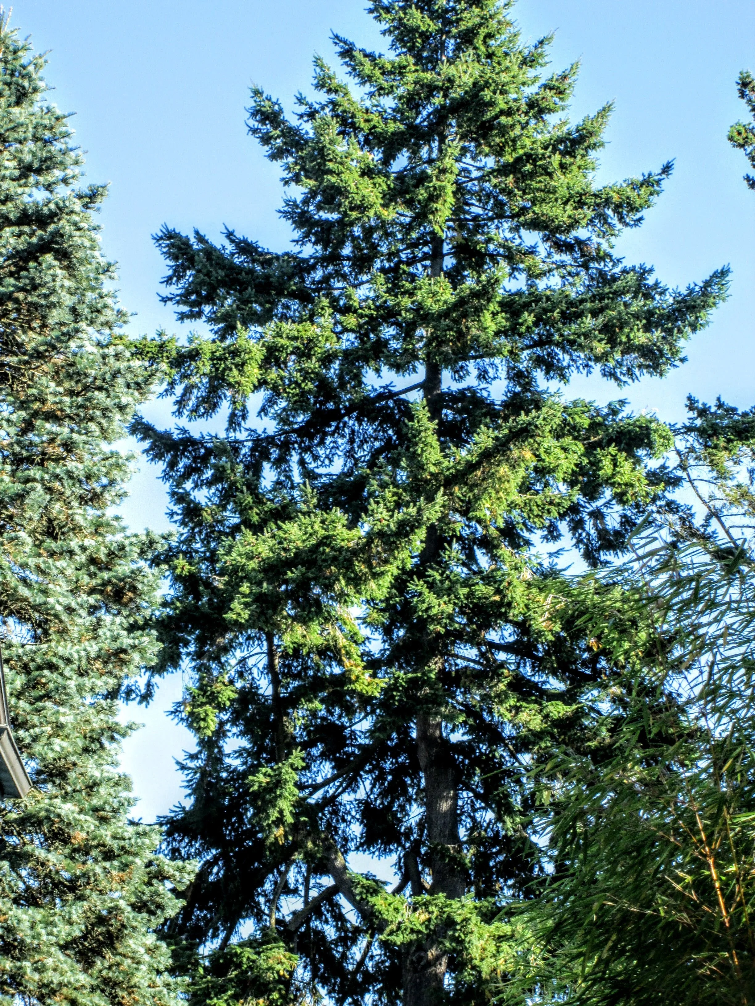Local Story Spotlights Trees' Role in Stemming Climate Change - 10/11/19
