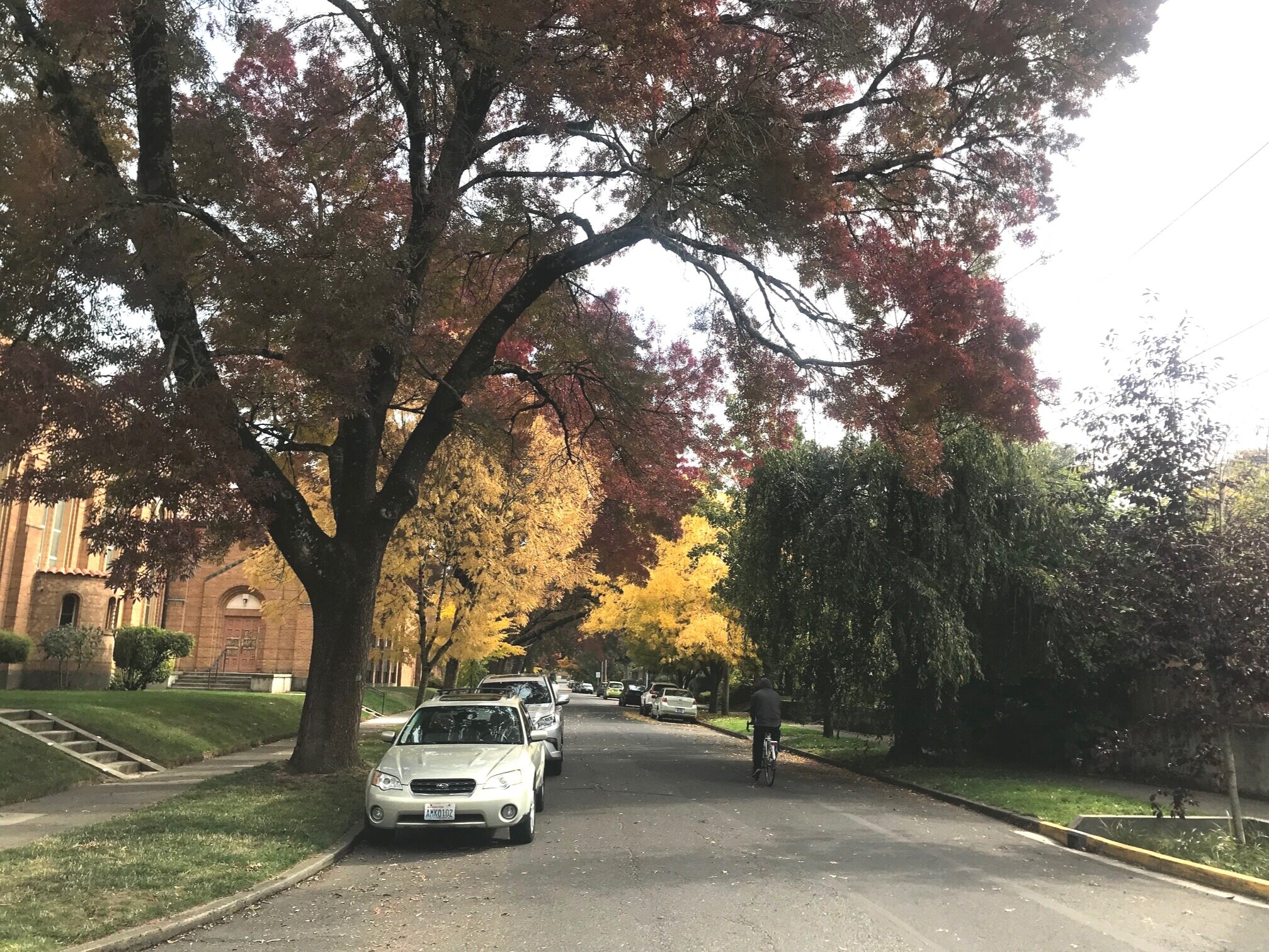 Portland's Approved Street Tree List Just Updated