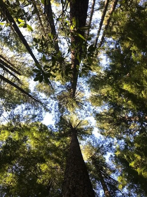 How "Super" Trees Can Protect Us From Climate Collapse