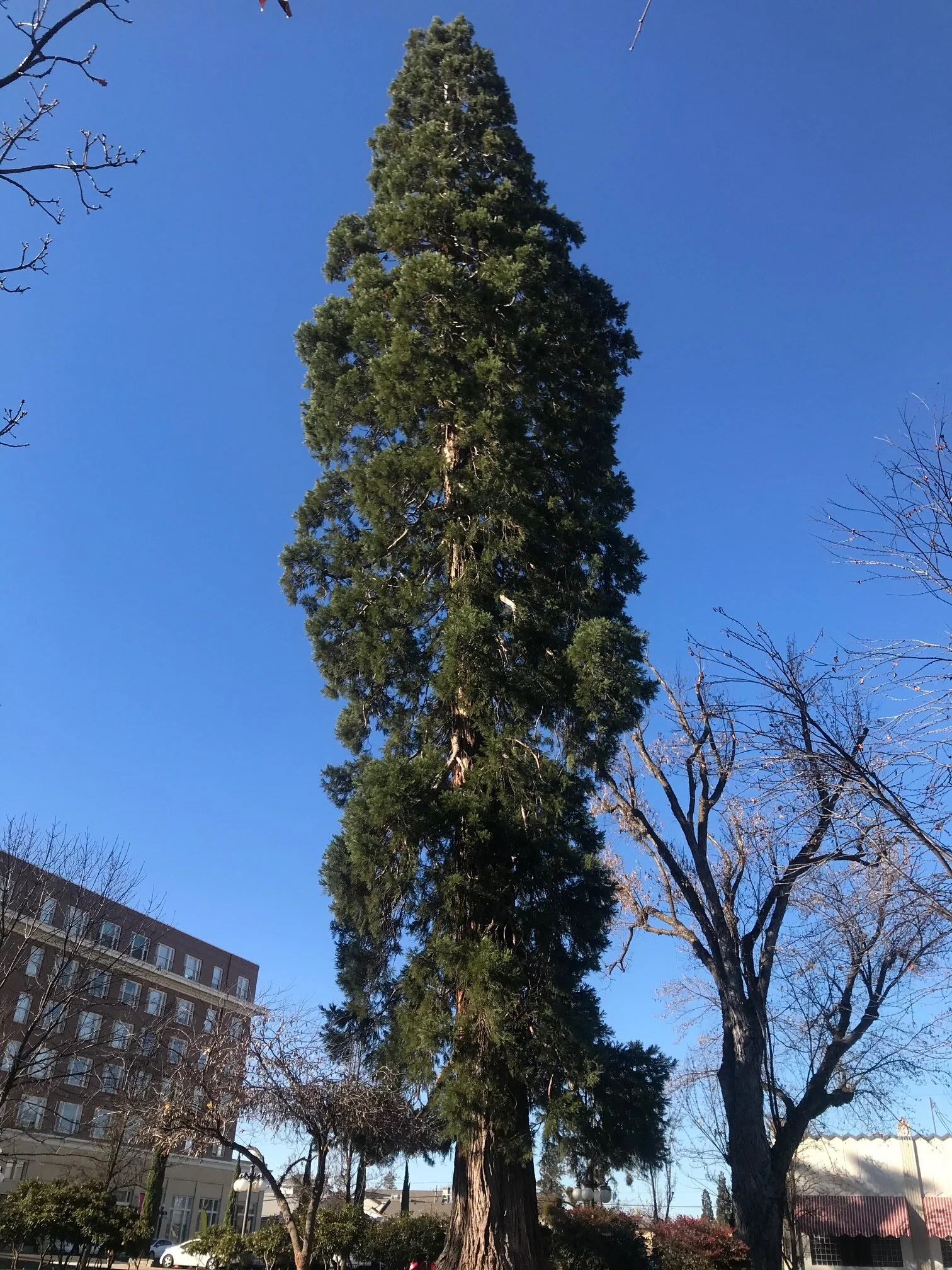 Study Explains How Some Conifers Survive Drought