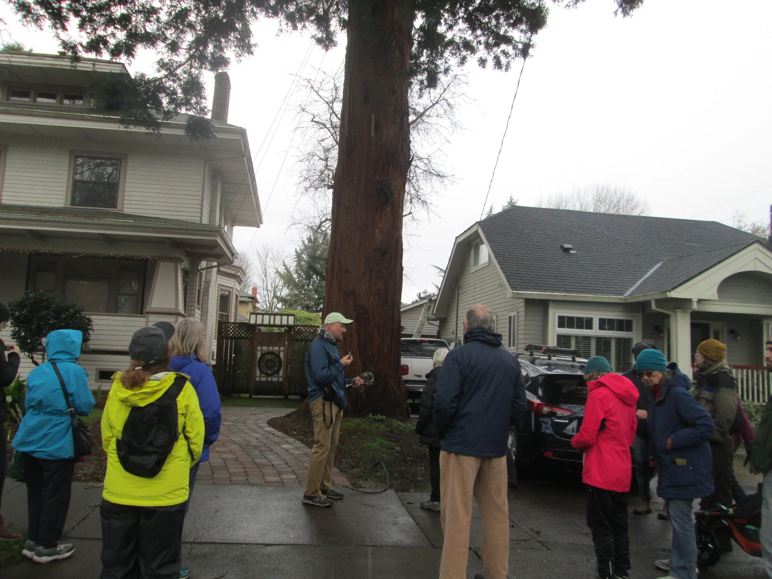 Tree Walk Focuses on Why Size Matters