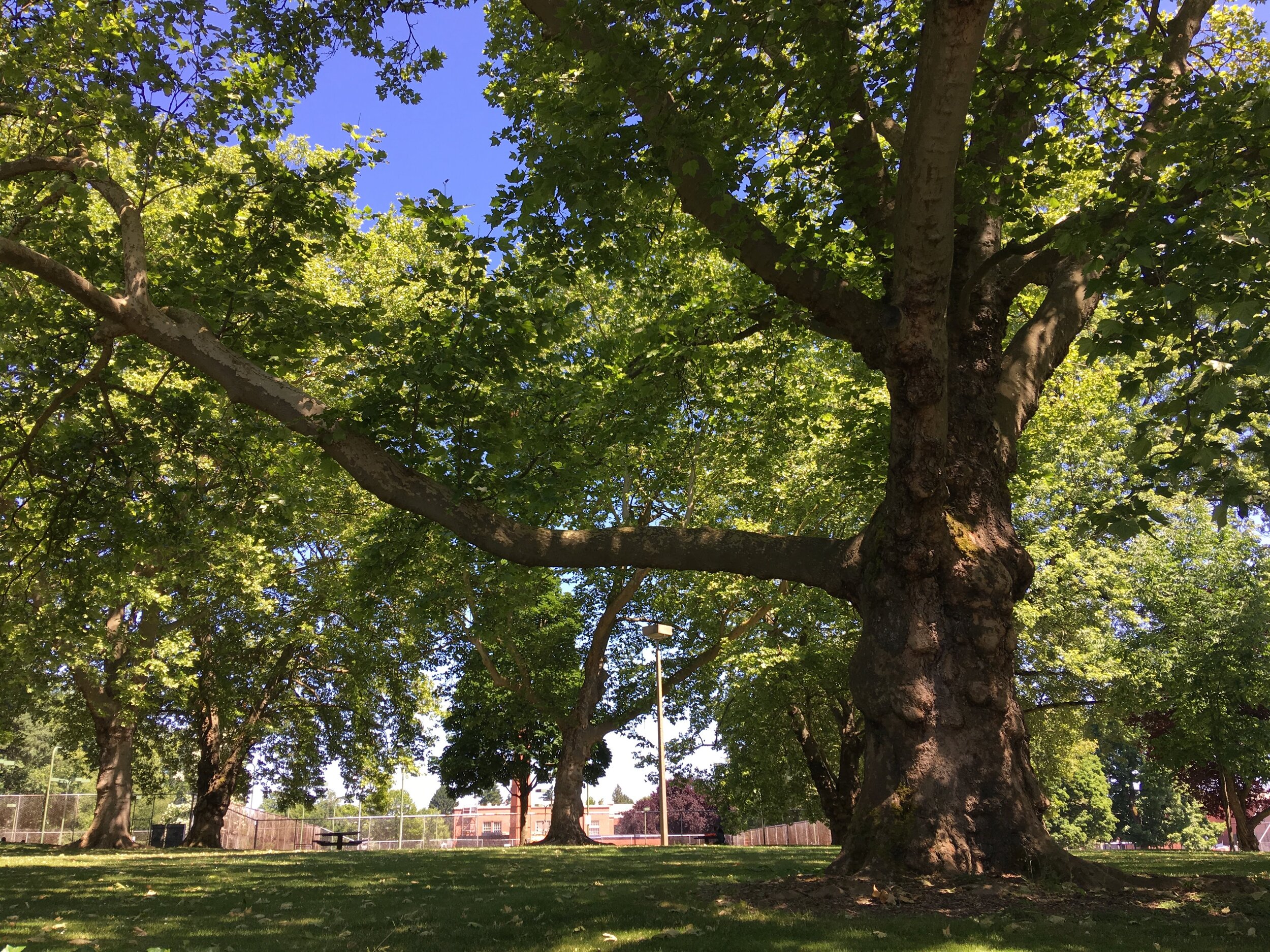 The Birth of Portland's Tree Code