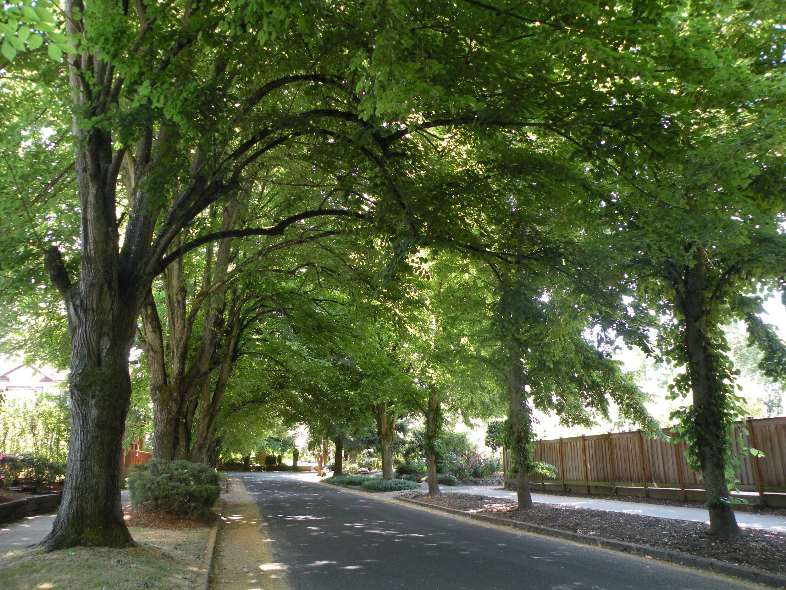 Proposed Transfer of Tree Planting Program from BES to Urban Forestry  