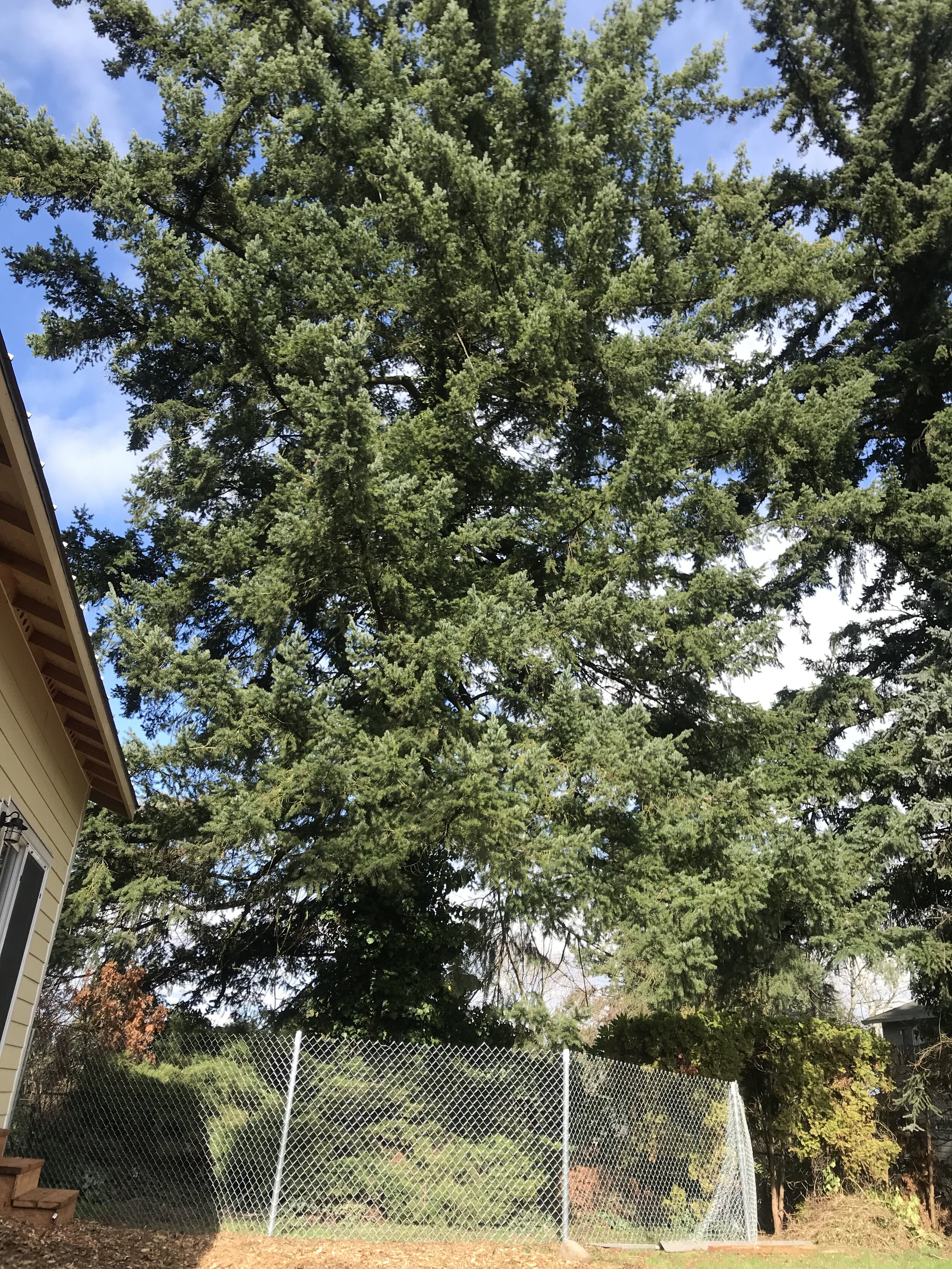 City Council Approves Tree Code Amendments 