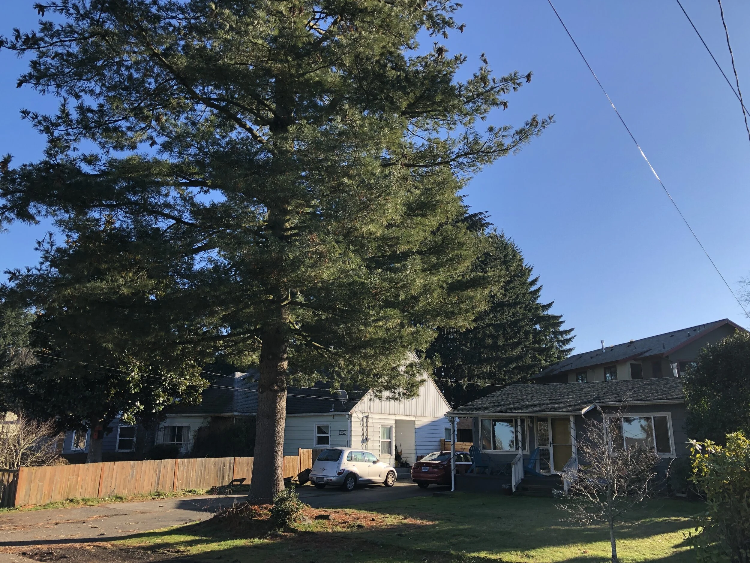 "Plant long-lived trees that are large," advises expert David Nowak