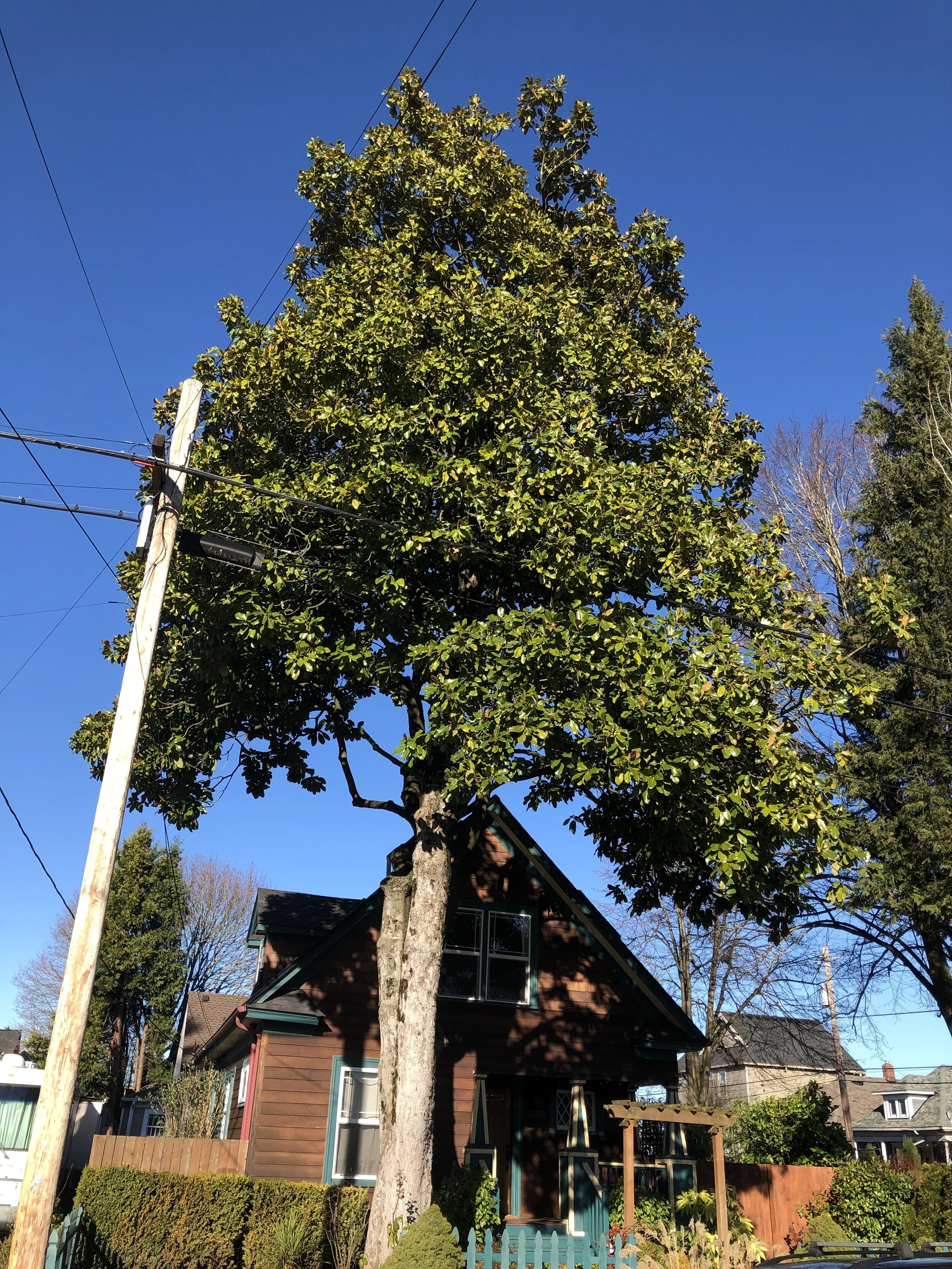 Southern Magnolias Help Manage Heavier Rainfall in Our Future