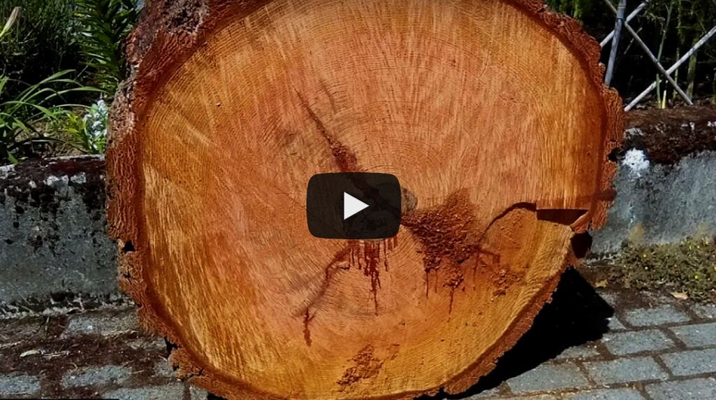 Big-tree Loss in Concordia: A Video Case Study