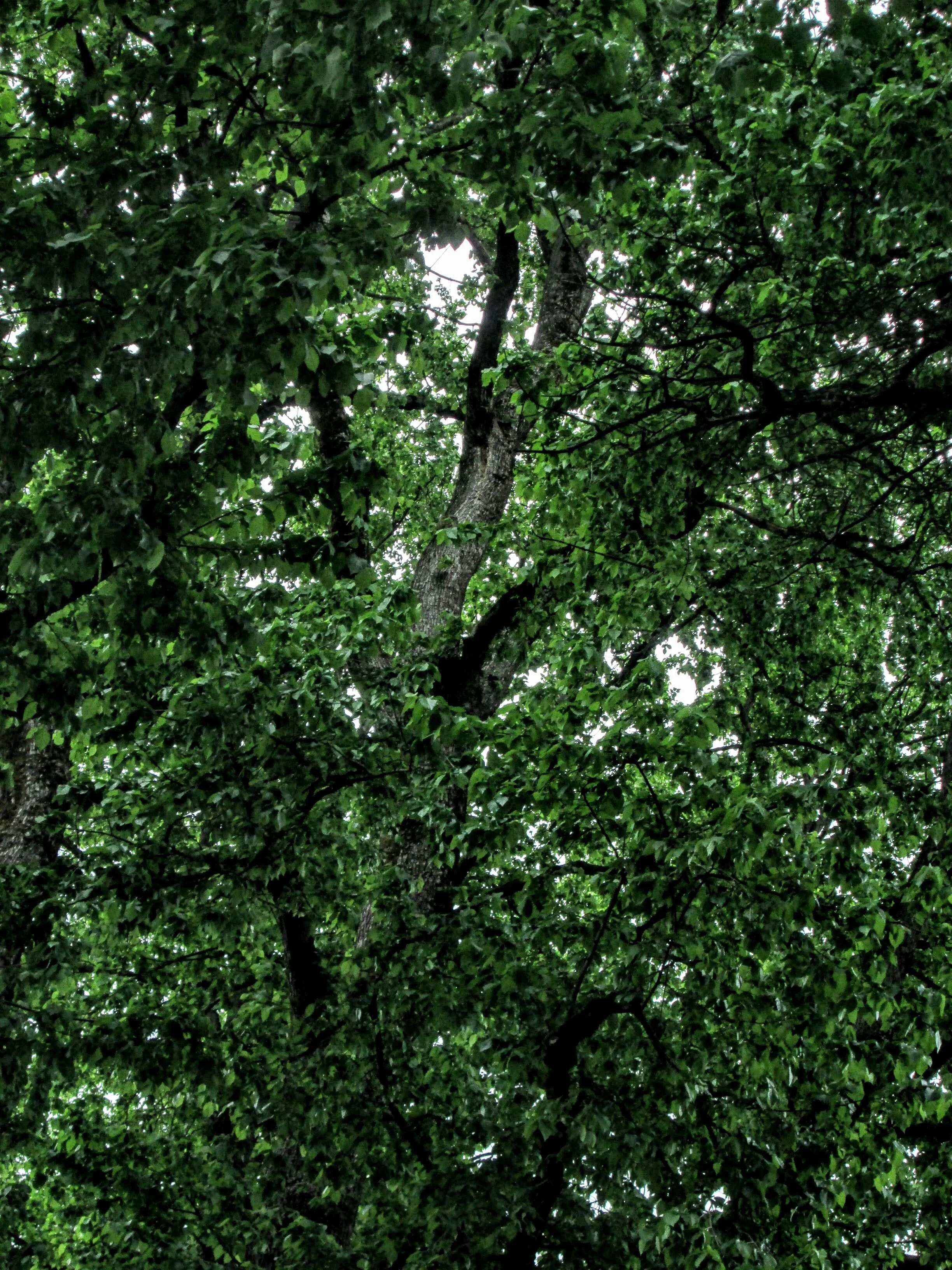 Planting for Climate Change