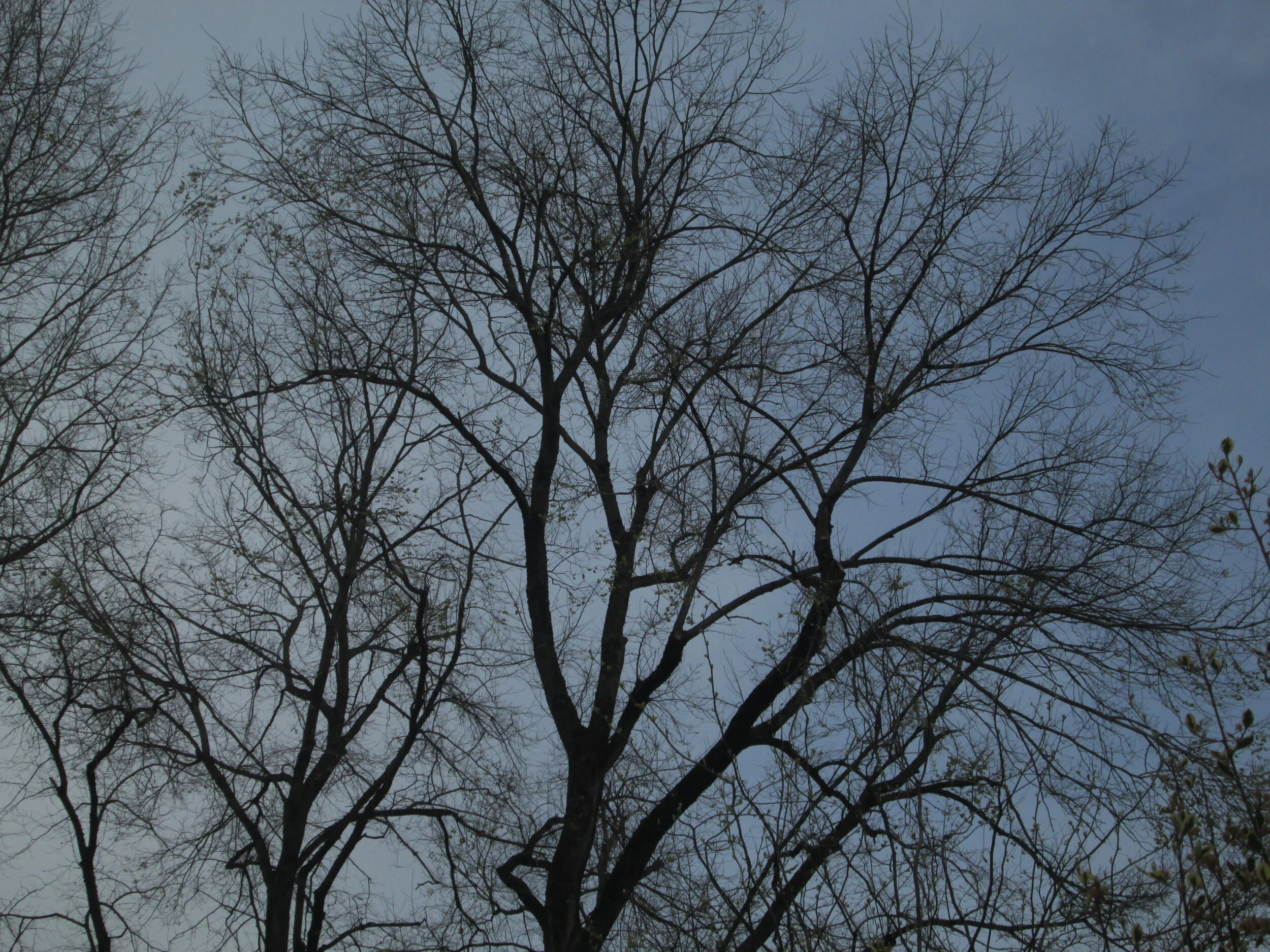 Portland City Council Approves Work Scope That Includes Revising Tree Code