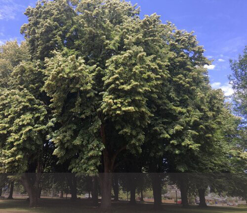 These silver lindens (Tilia tomentosa) in Columbia Park are examples of a large-form tree that, if allowed to reach its full potential, casts sorely needed summer shade.