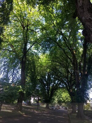 Surviving American elms on this street in north Portland remind us how much cooler it is in the shade of tall, wide trees during our increasingly hot summers.