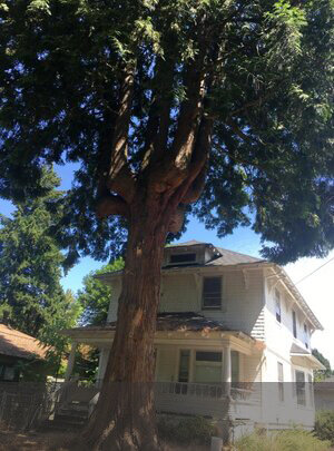 Will this Western red-cedar survive the demolition of the old house it shares a lot with should the replacement be a larger home, a duplex, or triplex?