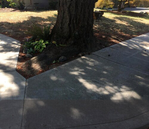 Flexible rules on sidewalks are helping homeowners preserve large trees by allowing a bit more room for large, mature roots—developers take note: this can be done!