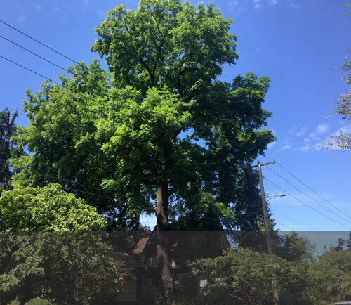 What fate awaits this enormous black walnut (Juglans nigra) when the small house it shares a lot with is torn down to make way for duplexes and triplexes?