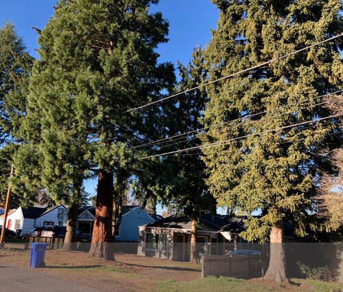  Trees on properties like these in NE Cully are ripe targets for builders of multi-unit housing in former single-family-zones. When trees like the giant sequoia here go, so go the health and environmental benefits they provide 