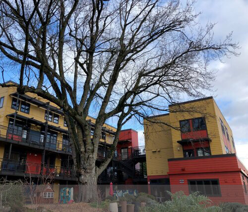 Building around a preserved silver maple to ensure it has adequate space, thus creating a precious amenity for residents.