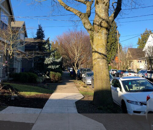 An unusual but happy occurence: the growing space for this tree in a narrow curb strip expanded when the original sidewalk was replaced during construction of a new house.